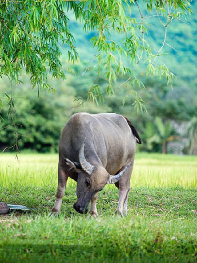 Con trâu là gì của bà con nông dân