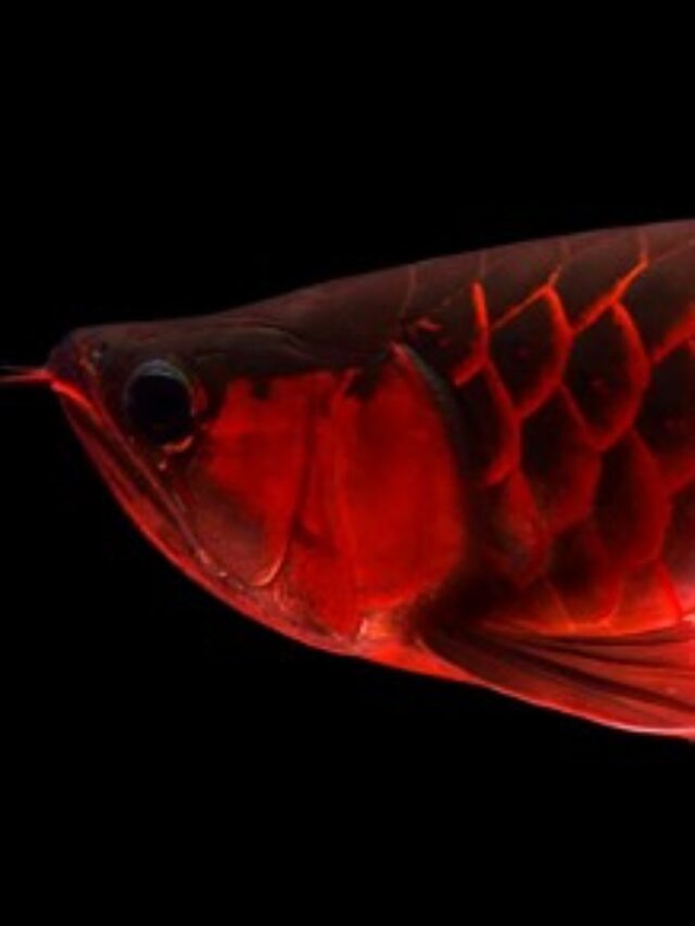 Super red là gì
